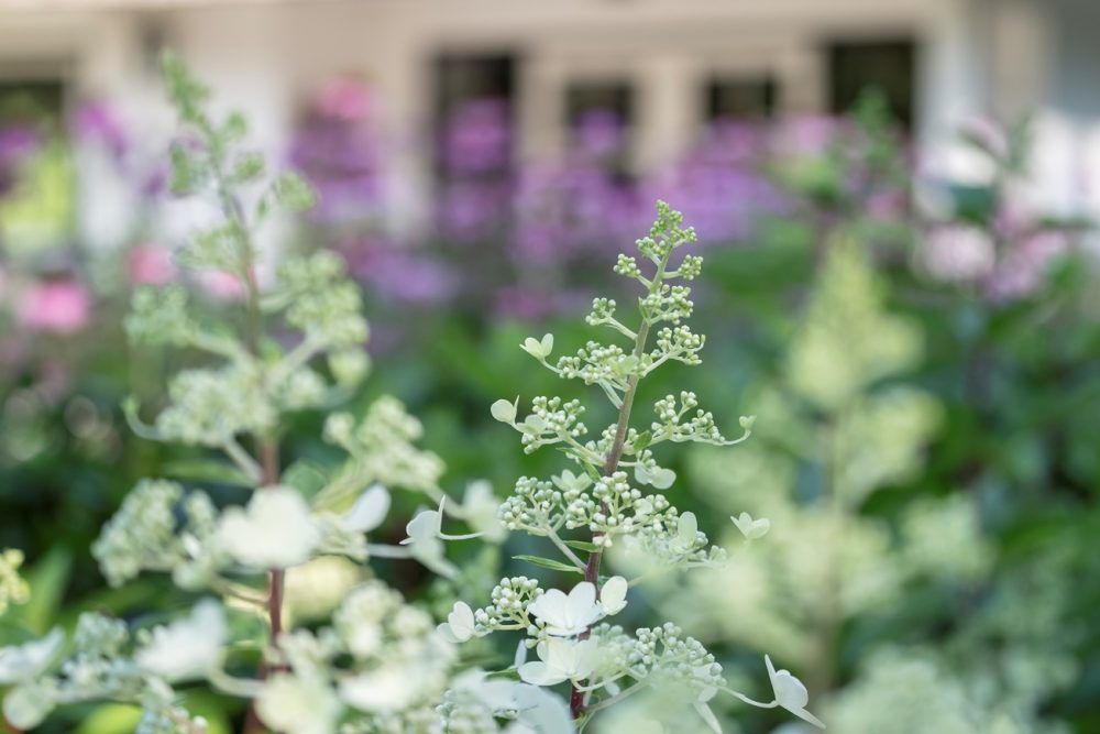 Ontwerp-en-aanleg-bostuin-in-Epe-10-e1534929937849