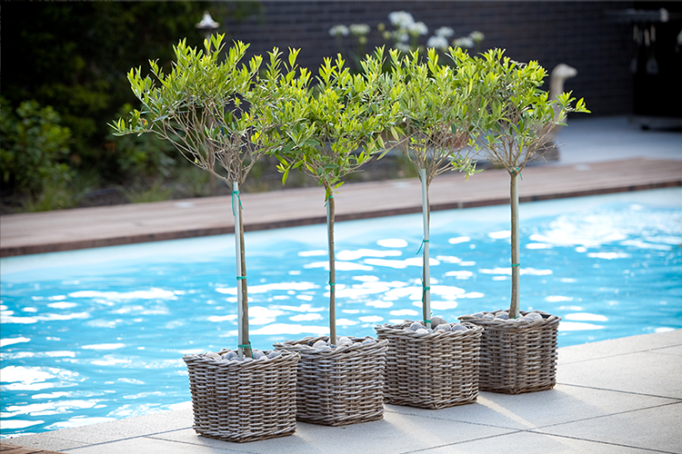 image-vos-tuinvisie-tuin-zwembad-zeewolde2