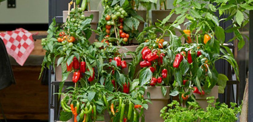 Groenteplanten zijn Tuinplanten van de Maand