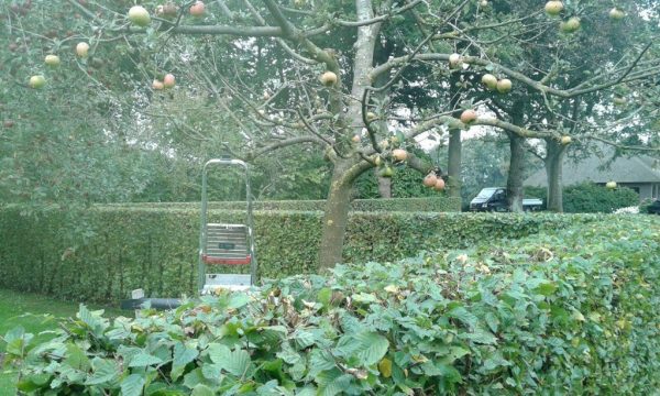 Tuintips juli Tuintips juli