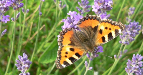 Tuintips voor juni Tuintips voor juni