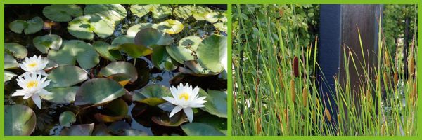 Vijverplanten voor een droomvijver Vijverplanten voor een droomvijver