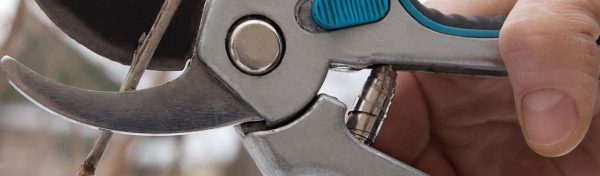 snoeien in december snoeien in december