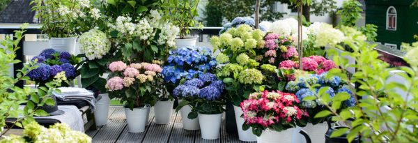 hortensia_07-e1561619891985