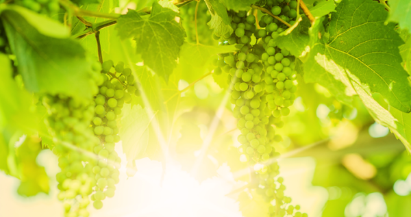 druiven_tuin_september-kopie-kopie-1