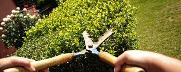 Oktober-snoeien-header