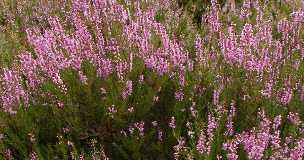 calluna-header