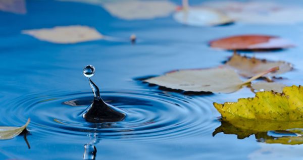 vijver_novemberwaterblad-kopie