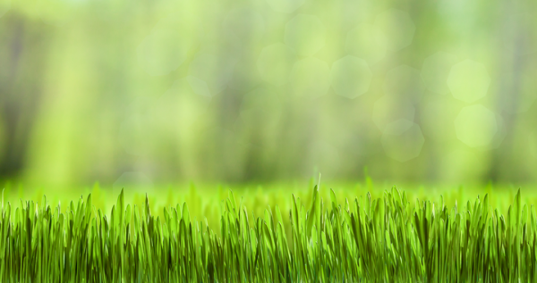 20140314_gazon-kopie