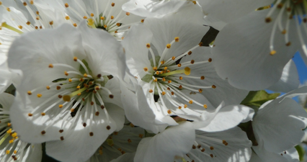 bloesem_feat_tuintips_april-kopie