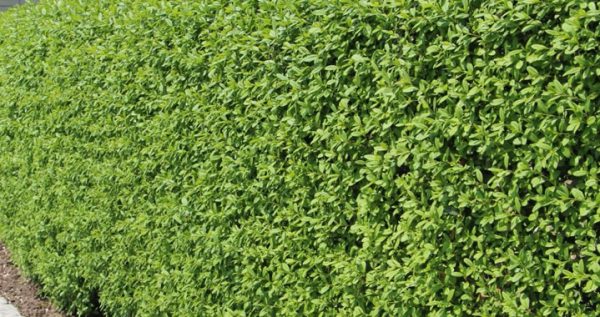 ligustrum