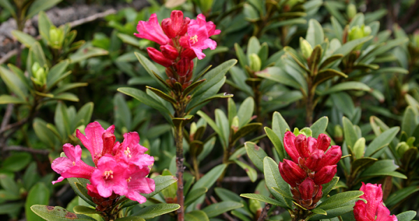 rhododendron_feat.png