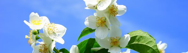 Philadelphus.jpg
