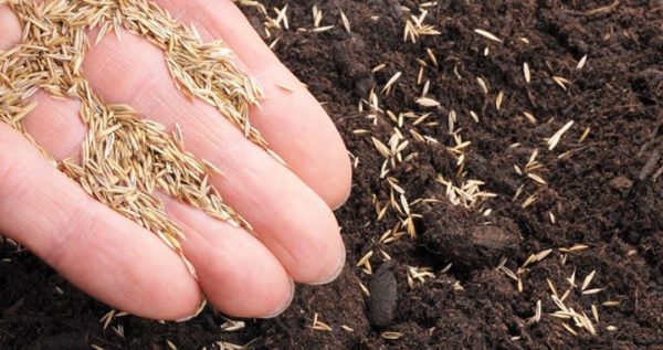 201408_graszaad-kopie-1.jpg 201408_graszaad-kopie-1.jpg