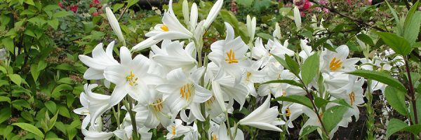 liliumcandiduminner1.jpg liliumcandiduminner1.jpg