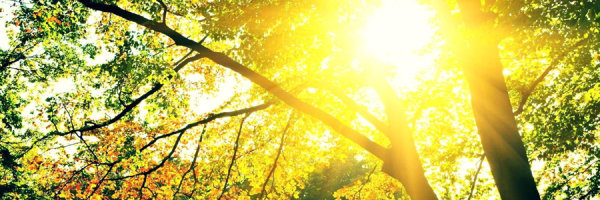 tuintips_SEPTEMBER_2016-kopie-kopie-1