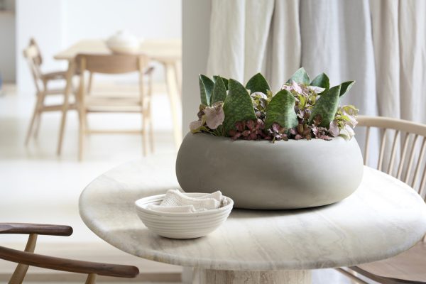 11_sanseveria-_2020_2_med 11_sanseveria-_2020_2_med