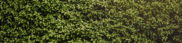 Header_planten-1 Header_planten-1