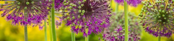 afbeelding_tuintips_hoofd.jpg afbeelding_tuintips_hoofd.jpg