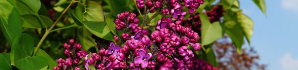 seringheadermei.jpg seringheadermei.jpg