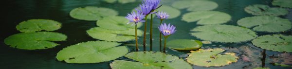 vijverheadermei.jpg vijverheadermei.jpg