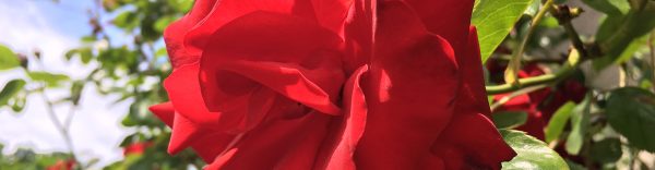 Juni-header-tuinonderhoud