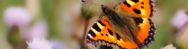 Juni-header-tuintips