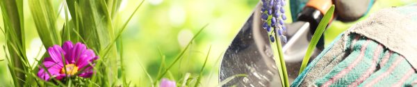 Tuintips-juli-planten-header