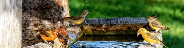 Tuintips-augstus-tuintips-header