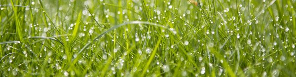 Tuintips-augustus-tuinonderhoud-header