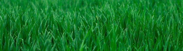 Tuintips-september_Onderhoud-header