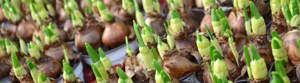 Tuintips-september_Planten-header