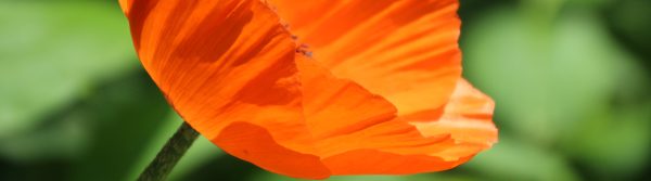 Tuintips-september_snoeien-header