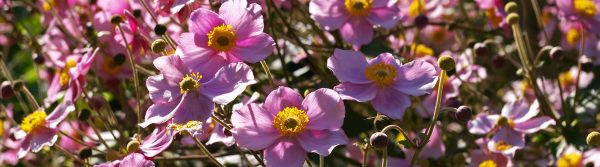 Tuintips-september_tuintips-header