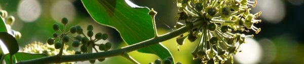 Tuintips_december-hedera_klimop_bessen-Header