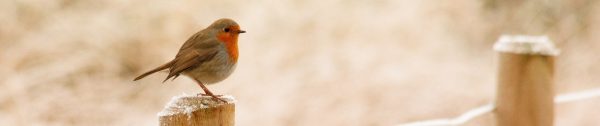 Denk_aan_de_vogels_januari-Header Denk_aan_de_vogels_januari-Header