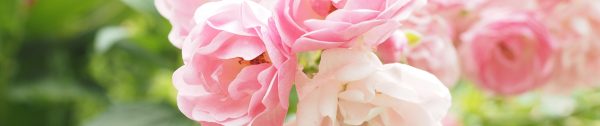snoeien-en-verplanten-maart-Header-rozen snoeien-en-verplanten-maart-Header-rozen