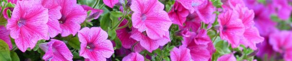 Planten_mei-Header-petunia Planten_mei-Header-petunia