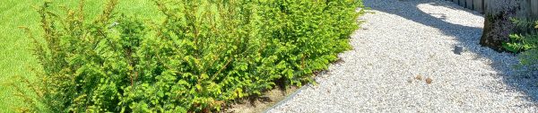 Tuintips_mei-Header_een-tuin-die-groen-is