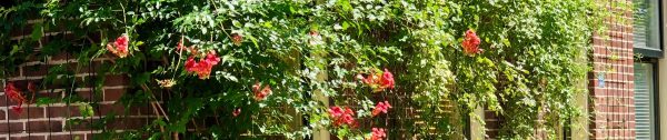 Planten_augustus-Header-weinig-ruimte