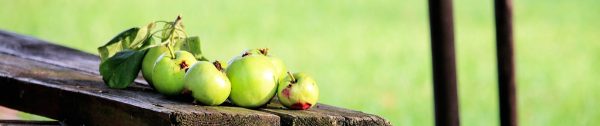 Planten_september-Header-fruit-uit-eigen-tuin