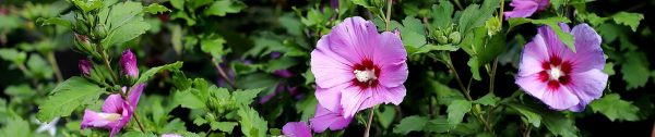 Planten_oktober-Header-najaarsbloeier-Hibiscus