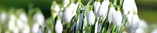 Planten_februari-Header_witte-lentebodes Planten_februari-Header_witte-lentebodes