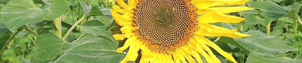 Planten_juni-Header-Zonnebloemen-zijn-leuk-voor-kinderen-en-volwassenen