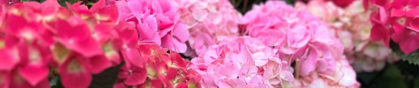 Onderhoud-juli_Header_kijk-regelmatig-naar-de-hortensias