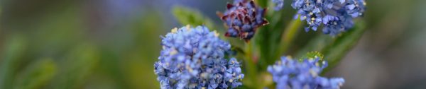 Planten_juli-Header-de-ceanothus-concha