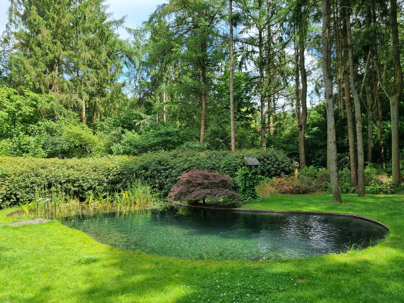 Zwemvijver-organische-vorm-in-Hulshorst-Vos-Tuinvisie