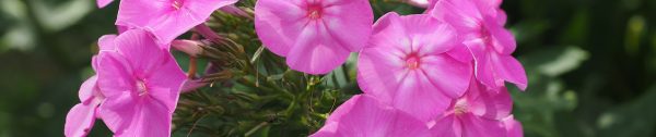 Planten_augustus-Header-De-vlambloem-Phlox