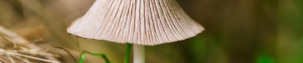 Gazon-oktober-Header-bruine-paddestoelen-in-de-tuin