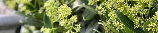 Planten_november-Header-potten-die-gevuld-zijn